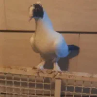 دم سیاه نقابی