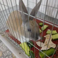 خرگوش|موش و خرگوش|میانه, |دیوار