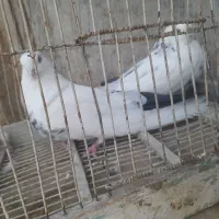 کبوتر سوسی و افغان