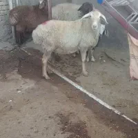 بزغاله بره میش کیلویی|حیوانات مزرعه|بجنورد, |دیوار