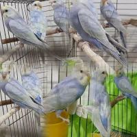 رینبو های اورجینال پرورش خانگی فروش بدلیل جابجایی
