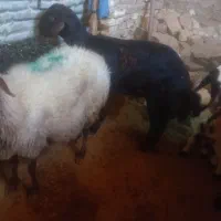 قره قزل اصل|حیوانات مزرعه|الیگودرز, |دیوار