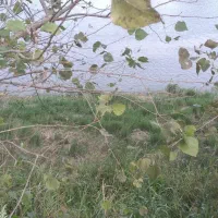 زمین کشاورزی|فروش دفتر صنعتی، کشاورزی، تجاری|کیاشهر, |دیوار