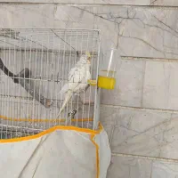 عروس هلندی ماده کار داده دستی