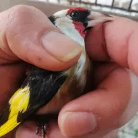 دو عدد سهره نر پاییزی