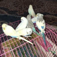 مرغ عشق رینبو،اسپانگل