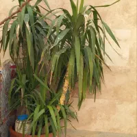 گل و گلدان طبیعی