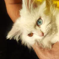 گربه پرشین عروسکی چشم دو رنگ|گربه|تبریز, |دیوار