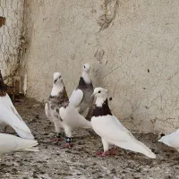 طوقی.طوقی هفرنگ.سینه.خال‌افشون