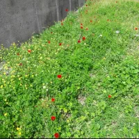 اجاره-زمین-کشاورزی