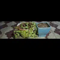 گل و گلدان دست دو|گل و گیاه طبیعی|بندر گناوه, |دیوار