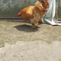 فروش خروس برهما