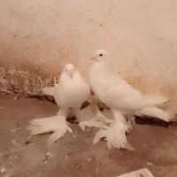 کبوتر بادکنکی|پرنده|دابودشت, |دیوار