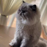 گربه پرشین فروشی