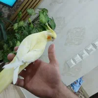 عروس هلندی اهلی