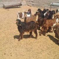 فروش حدود ۱۲ راس کهره نر و ماده|حیوانات مزرعه|حنا, |دیوار