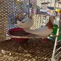 کفتر طوقی|پرنده|بافق, |دیوار