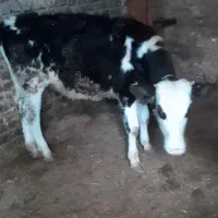 فروش ی راس گوساله  ماده