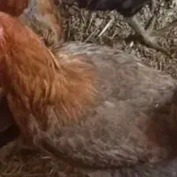 دوعدد مرغ خانگی