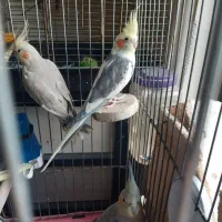 عروس هلندی دستی