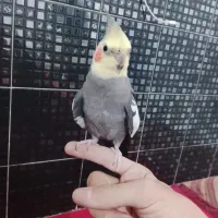 عروس هلندی سامون یک ساله