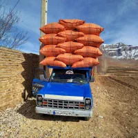 کاه نرم درجه یک