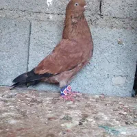 کبوتر کله ایی|پرنده|بندر گناوه, |دیوار