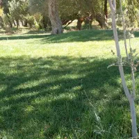 کار سیب چینی