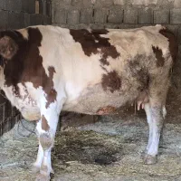 گاو سیمینتال