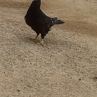 جوجه کله سیاه تک اقول جونه نر دروشت ب شرط