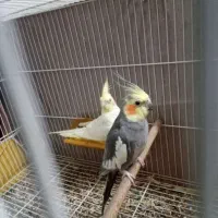 عروس هلندی