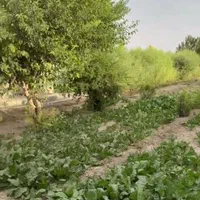 فروش پلاک باغی،470متری،معاوضه با ماشین وموتورسیکلت|فروش زمین و ملک کلنگی|اصفهان, پینارت|دیوار