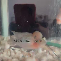 فلاور بهترین نژاد|ماهی|تربت جام, شهید نصرالهی|دیوار