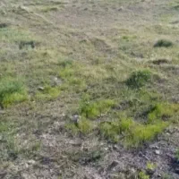 عکس-تزیینی