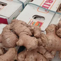 زنجبیل درجه۱