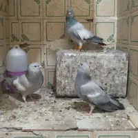 سلام دوستان کفتر سرک ذات دار جوجه درجه یک کن