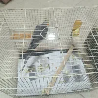 عروس هلندی هم جفت هم جوجه های یک ساله