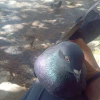 کبوتر تهرونی و پر|پرنده|فارسان, |دیوار