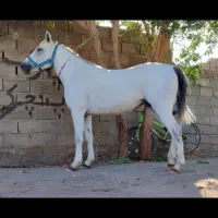 اسب مادیان