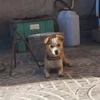 سگ پاکوتاه|سگ|بم, |دیوار