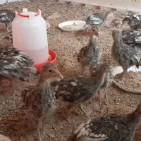 جوجه بوقلمون برنز دو ماهه