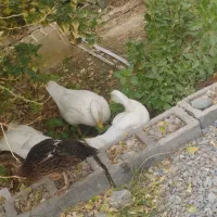 فروش اردک|پرنده|ایرانشهر, |دیوار