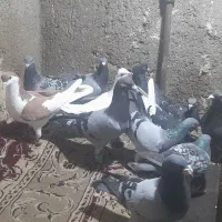 کفتر|پرنده|مشهد, تلگرد|دیوار