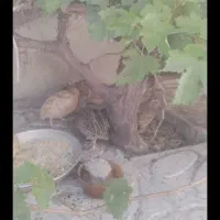 بلدرچین|پرنده|دره شهر, |دیوار