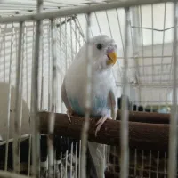 مرغ عشق نر|پرنده|شهریار, شهرک نماز (دینار آباد)|دیوار