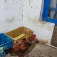 دستگاه جوجه کشی ۱۸۰تایی..مرغ و خروس|حیوانات مزرعه|علیآباد کتول, |دیوار