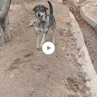 پژدر|سگ|نهاوند, |دیوار