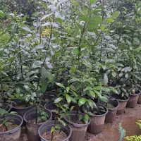 برگ بو
