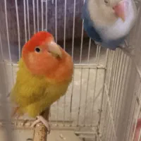 عروس هلندی کوتوله