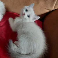 به دنبال سرپرست مهربان هستیم